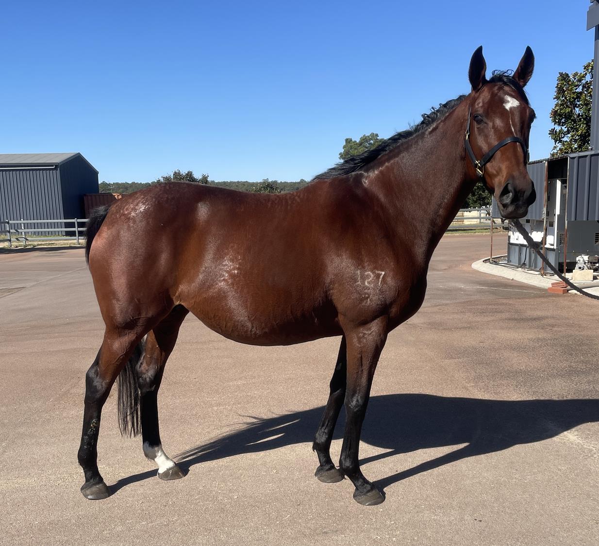 2025-april-early-online-sale-inglis-digital-online-auctions